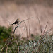 20120514 9858RTw [E] Grauammer (Emberiza calandra), Saucedilla, Extremadura