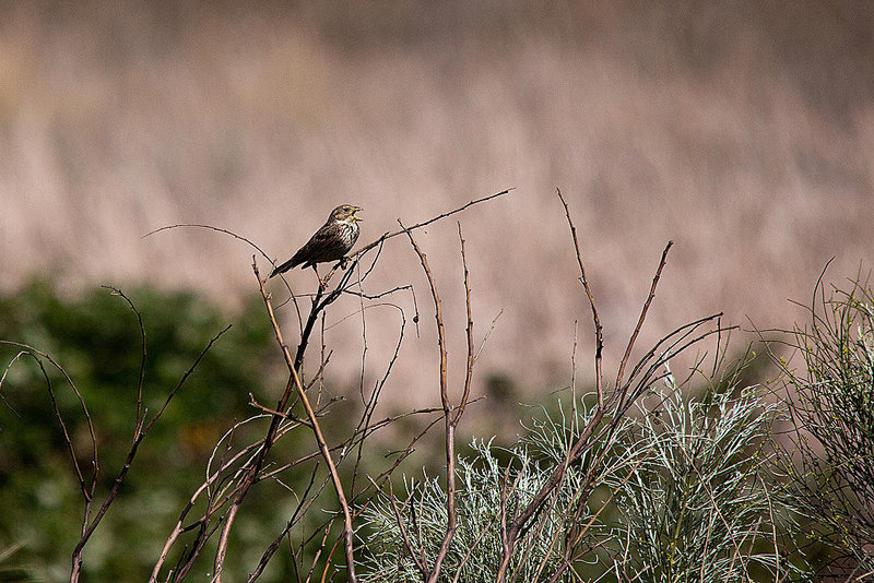 20120514 9858RTw [E] Grauammer (Emberiza calandra), Saucedilla, Extremadura