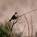 20120514 9859RTw [E] Grauammer (Emberiza calandra), Saucedilla, Extremadura