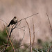 20120514 9860RTw [E] Grauammer (Emberiza calandra), Saucedilla, Extremadura