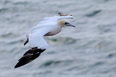 Helgoland - 120807