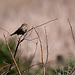 20120514 9861RTw [E] Grauammer (Emberiza calandra), Saucedilla, Extremadura