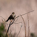 20120514 9862RTw [E] Grauammer (Emberiza calandra), Saucedilla, Extremadura