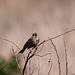 20120514 9863RTw [E] Grauammer (Emberiza calandra), Saucedilla, Extremadura