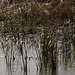 20120514 9864RTw [E] Schilf (Phragmites australis), Saucedilla, Extremadura