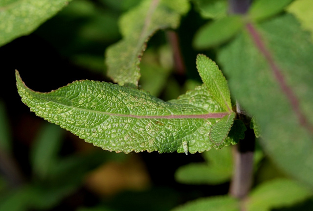 Salvia nemorosa