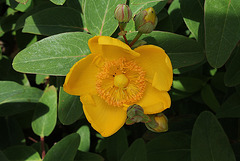 Hypericum x kookerianum 'Hidcot'