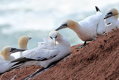 Helgoland - 120807