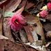 Eucalyptus leucoxylon ssp. leucoxylon blossom strew