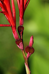 canna indica , les ovaires sous les fleurs , futurs fruits