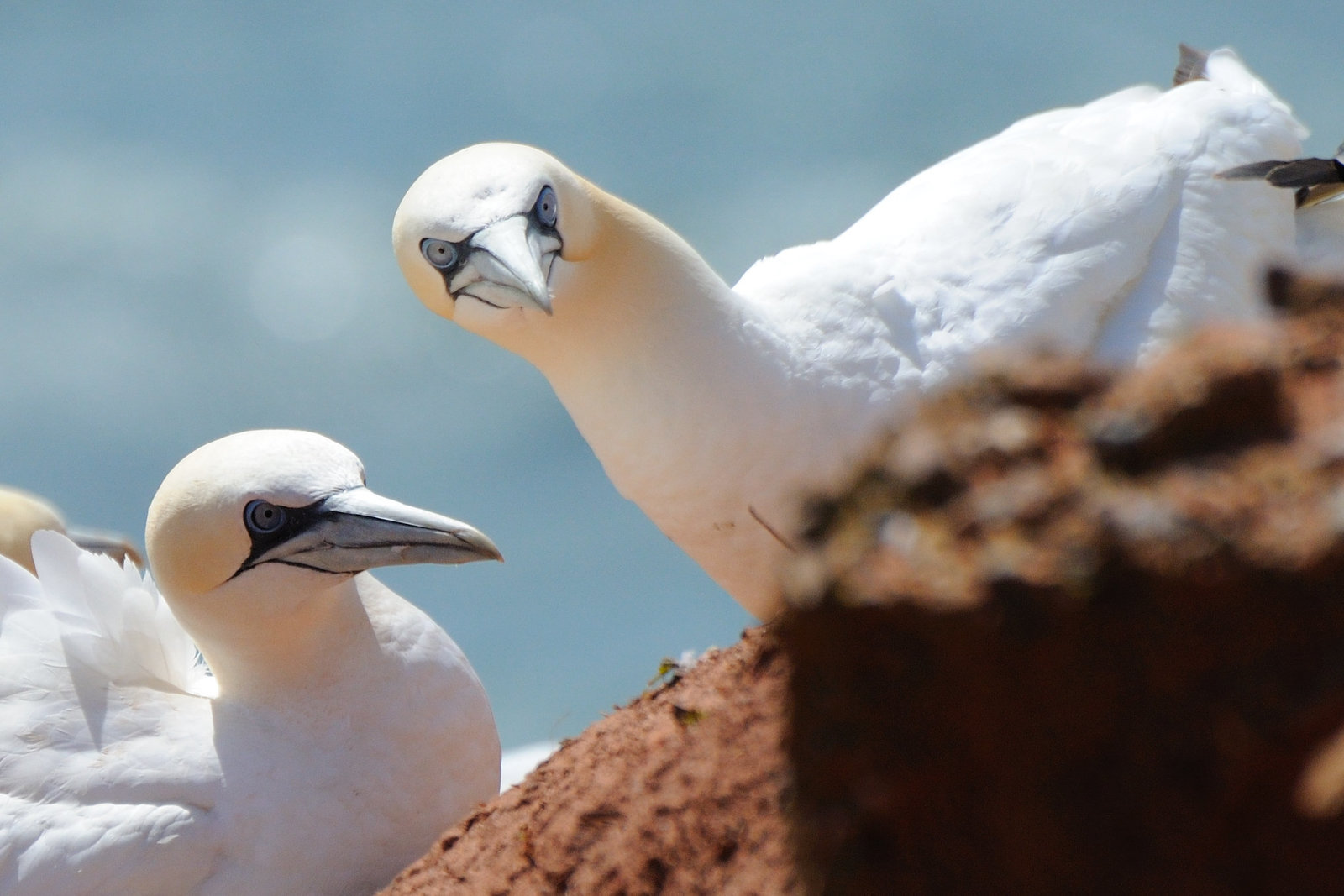 Helgoland - 120807