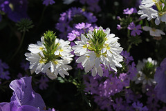 Scaevola aemula blanche