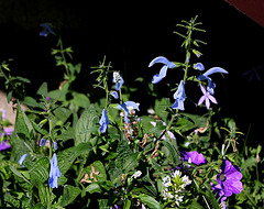 Salvia patens