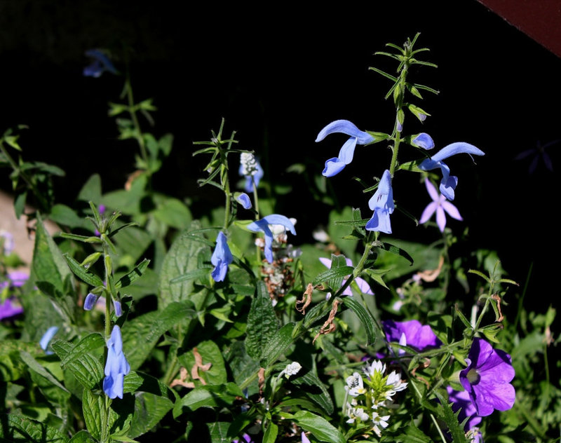 Salvia patens