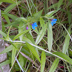 Petites fleurs bleues !