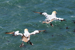 Helgoland - 120807