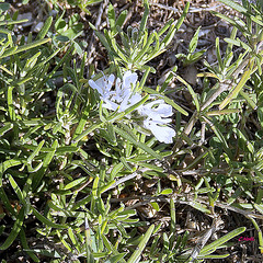 Discrètes fleurettes !