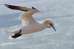 Helgoland - 120807