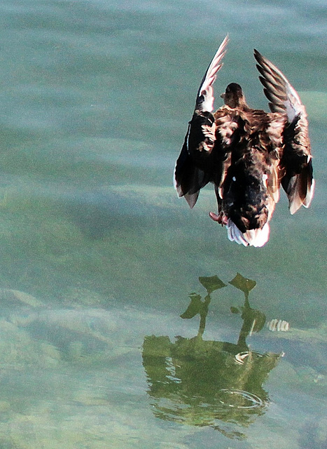 Der Enten-Sprung