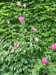 Mur de roses et de lierre