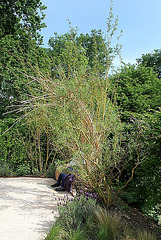 Le Jardin bijou de Loulou de la Falaise- mai 2011