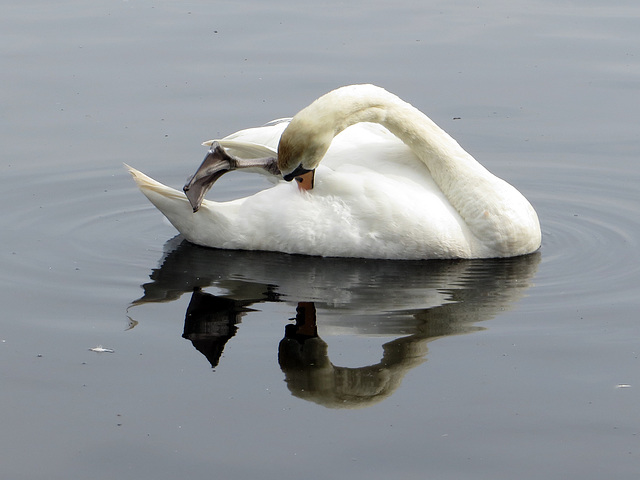 Schwan beim 'Hausputz'