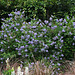 Ceanothe x delilianus Gloire de Versailles- Le Jardin bijou de Loulou de la Falaise (7)