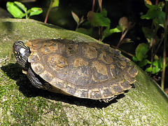 Schildkröte