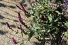 Salvia nemorosa