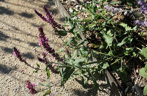 Salvia nemorosa