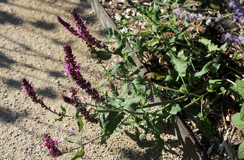 Salvia nemorosa