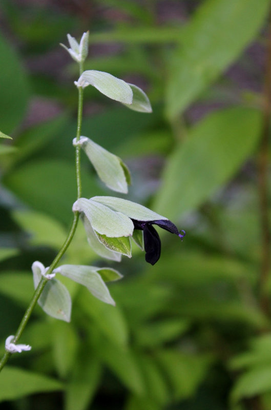 Salvia discolor -Sauge Cassis