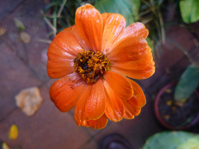 Flor naranja