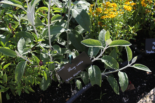 Salvia discolor -Sauge Cassis (2)