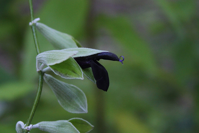 Salvia discolor -Sauge Cassis (5)