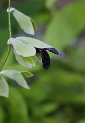 Salvia discolor -Sauge Cassis (6) Salvia discolor -Sauge Cassis (6)