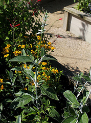 Salvia discolor -Sauge Cassis (7)