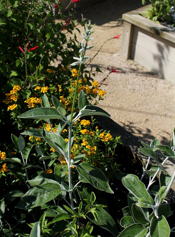 Salvia discolor -Sauge Cassis (7)