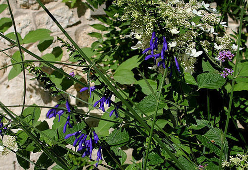 Salvia guaranitica