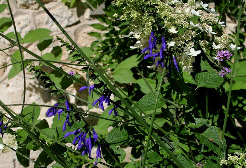 Salvia guaranitica