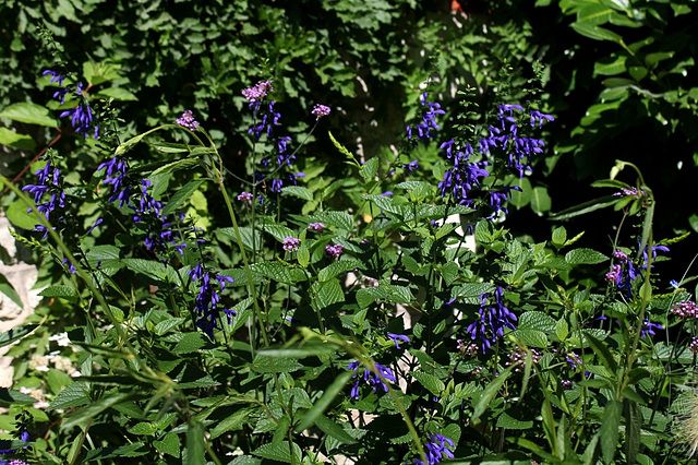 Salvia guaranitica (3)