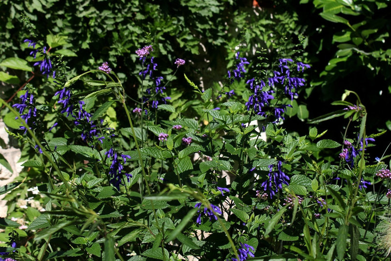 Salvia guaranitica (3)