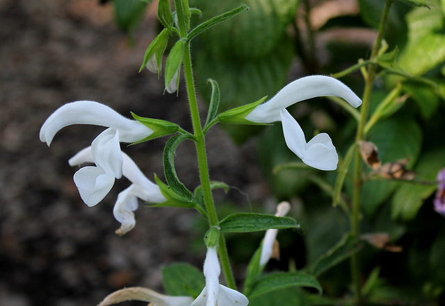 Salvia patens 'Patio White'