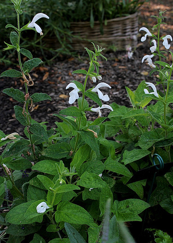Salvia patens 'Patio White'