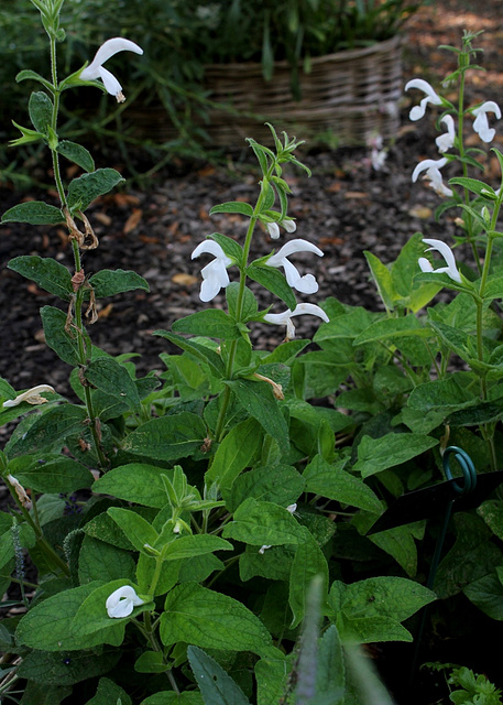 Salvia patens 'Patio White'