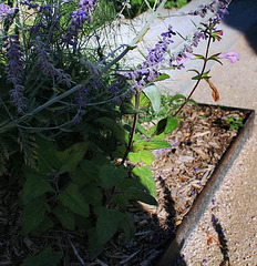 Salvia paten 'Patio Pink' devant un Perovskia
