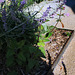 Salvia paten 'Patio Pink' devant un Perovskia