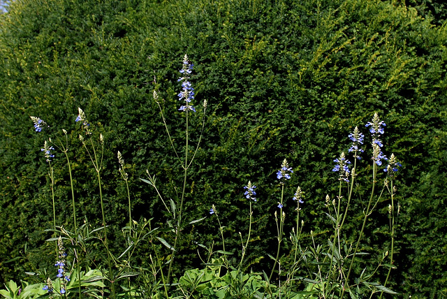 Salvia uliginosa (3)