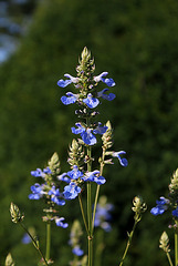 Salvia uliginosa (4)