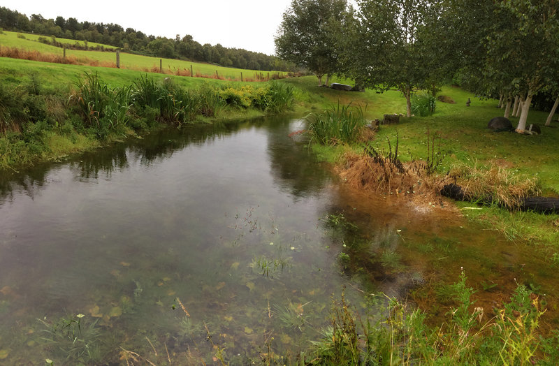 Thank you, Miss McBertha, for refilling our pond!